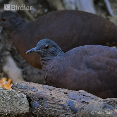 Expedições Birdier pelo Brasil.
