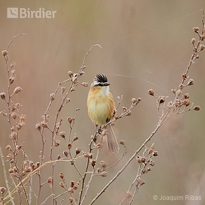 aves do planalto sul catarinense