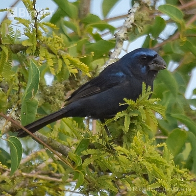 Aves da Argentina