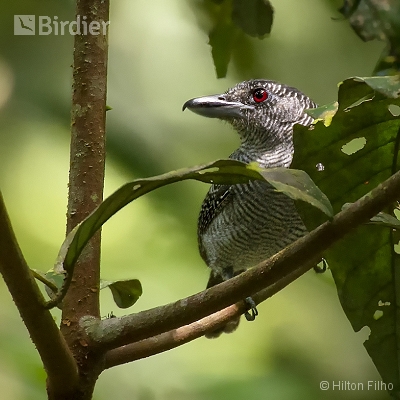 Aves do Amazonas