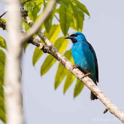 Aves Pernambucanas