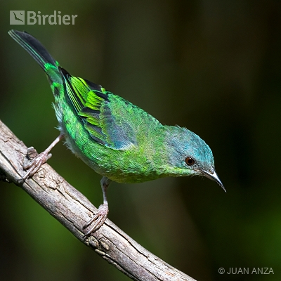 Aves do Rio Grande do Sul
