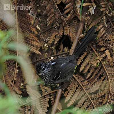 Aves de general carneiro PR e de Matos Costa sc