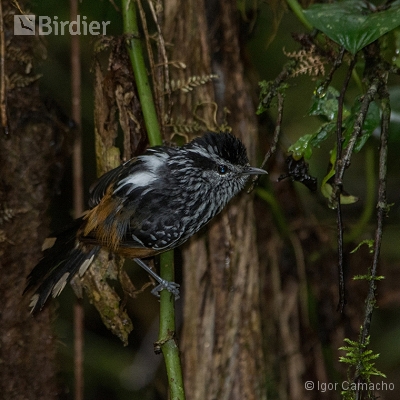 Sítio Virtuoso Birdwatching