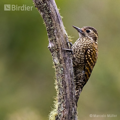 Woodpeckers