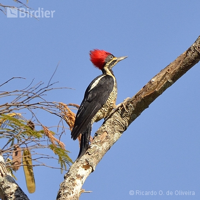 Picidae