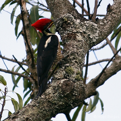 Birds of Canastra