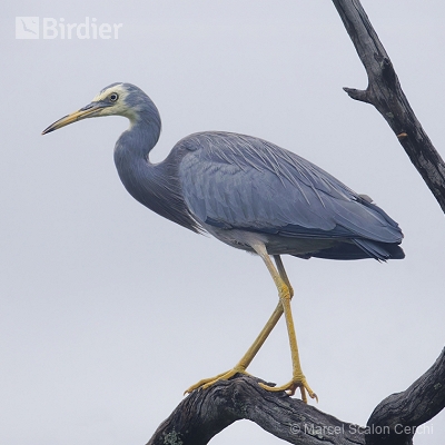 Aves da Austrália