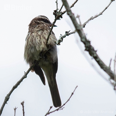Aves do Planalto das Araucárias