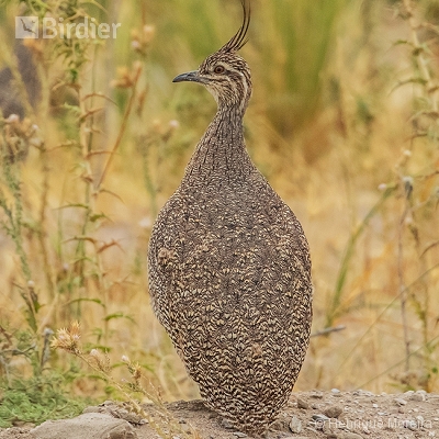 Aves da Argentina