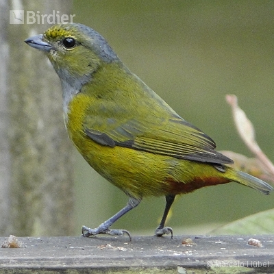 APA RIO VERMELHO HUMBOLDT SÃO BENTO DO SUL - SC