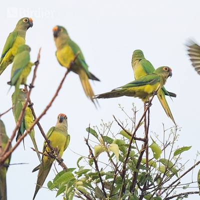 Aves de Barra do Bugres MT