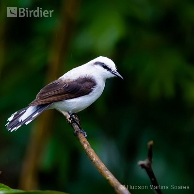 Aves de Areias SP
