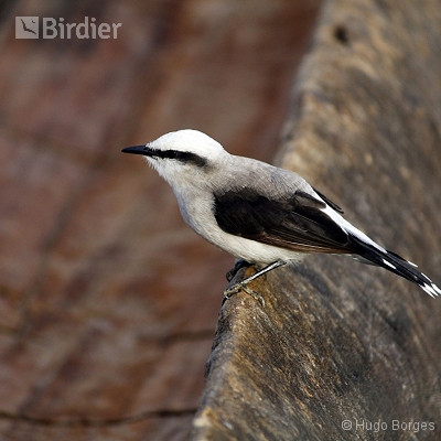Birds of Canastra