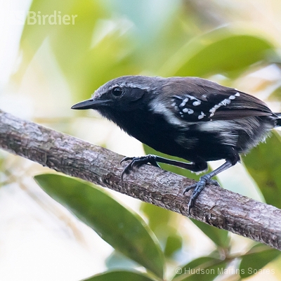 Aves de Barra do Bugres MT