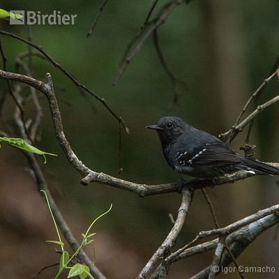 Birding Tour Cabrucas