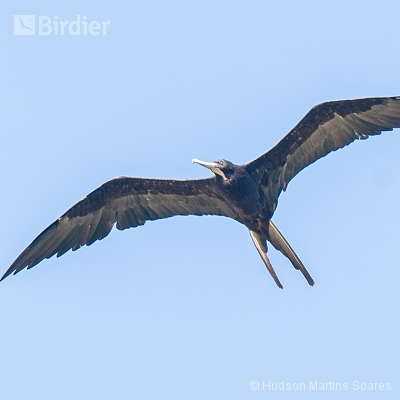 aves do litoral