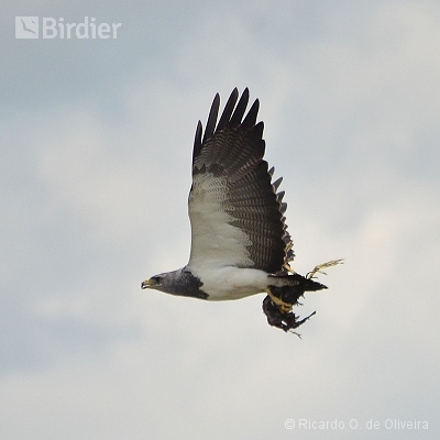 Accipitridae - Falconidae