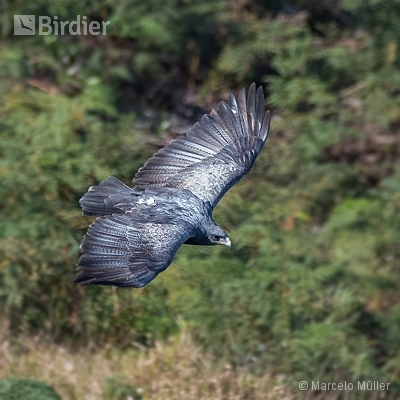 Birds of Prey
