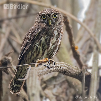 Owl