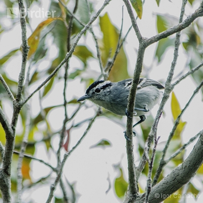 Birding Tour Cabrucas