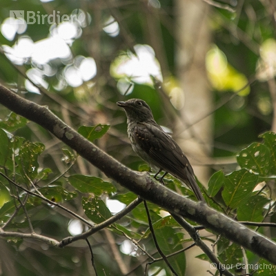 Birding Tour Cabrucas