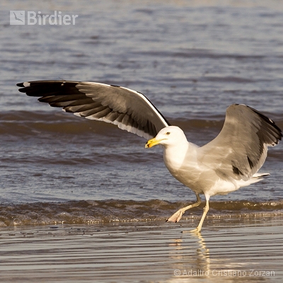 Minhas aves aquáticas