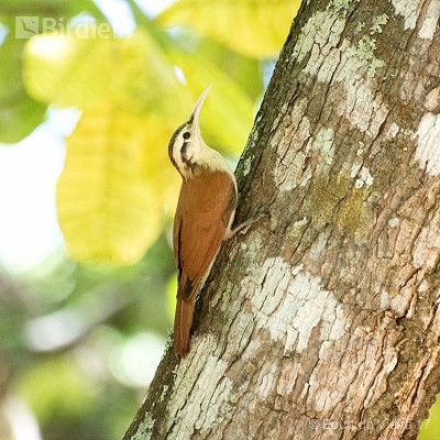 Aves Tocantinenses