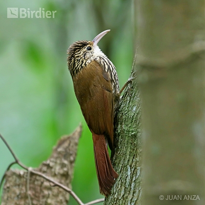 Aves do Rio Grande do Sul