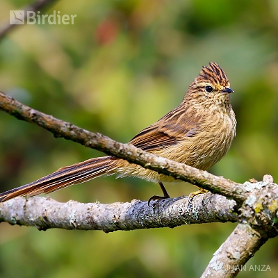 Aves do Rio Grande do Sul
