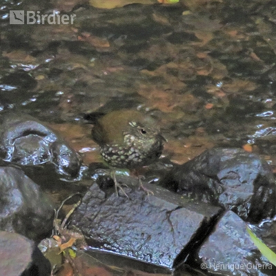 Aves da Fazenda Coqueiros