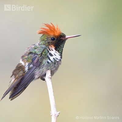 Hummingbirds - Beija Flores