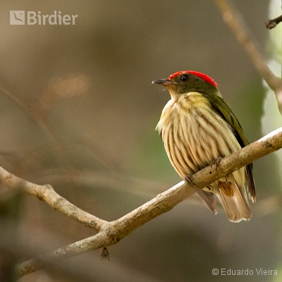 Aves da Bahia