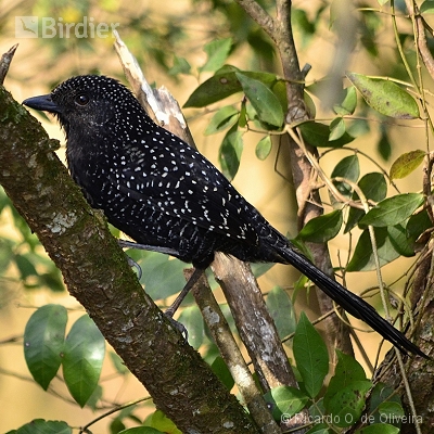 Rio Grande do Sul