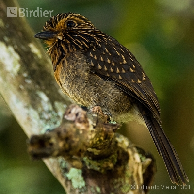 Aves capixabas