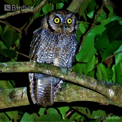 Birding Peruíbe.