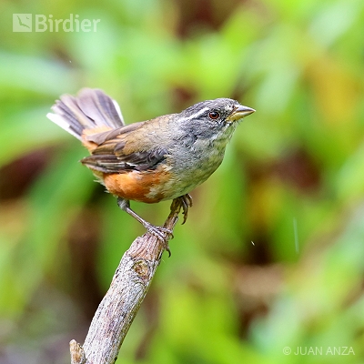 Aves do Rio Grande do Sul