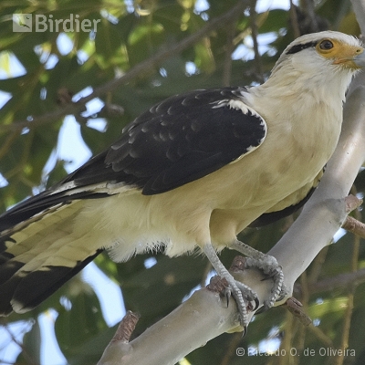 Accipitridae - Falconidae