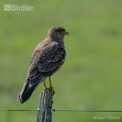 Sul do Brasil - 2015