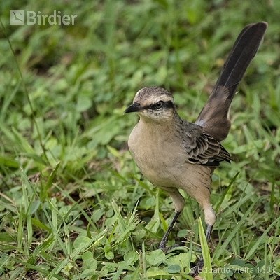Aves paranaenses