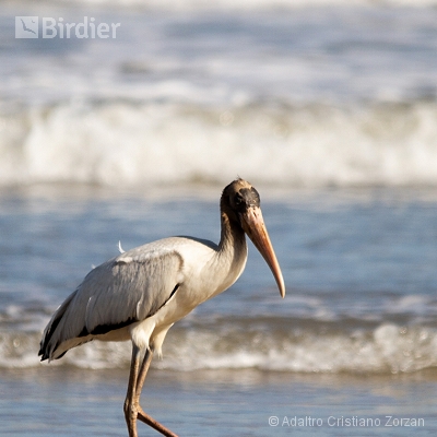 Minhas aves aquáticas
