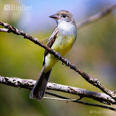 Birds of Canastra