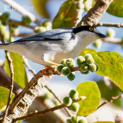 Birds of Canastra