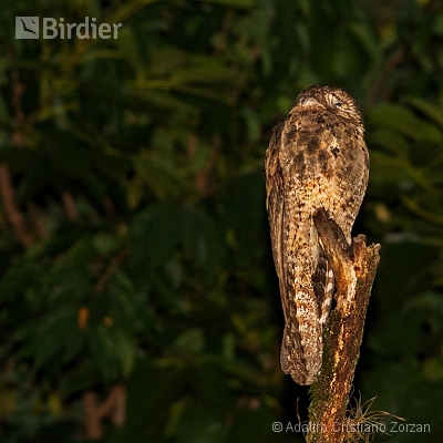 Minhas aves de mata