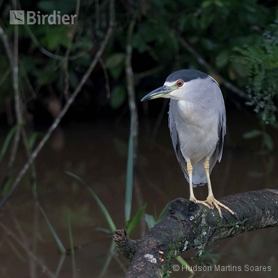 Aves de Resende RJ