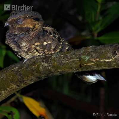 Birding Peruíbe.