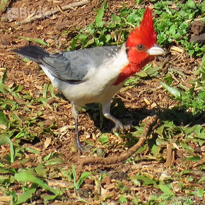 Aves da Fazenda Coqueiros