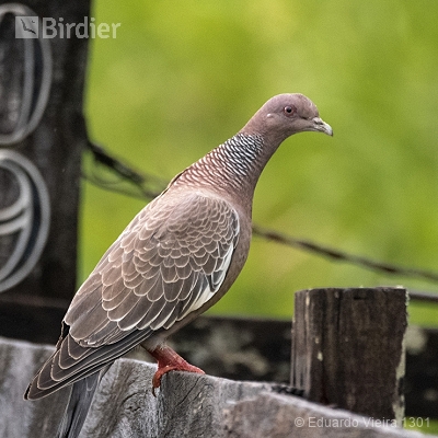 Aves Paulistas