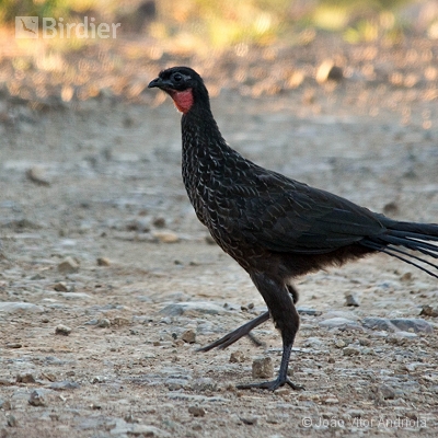 Aves do Planalto das Araucárias