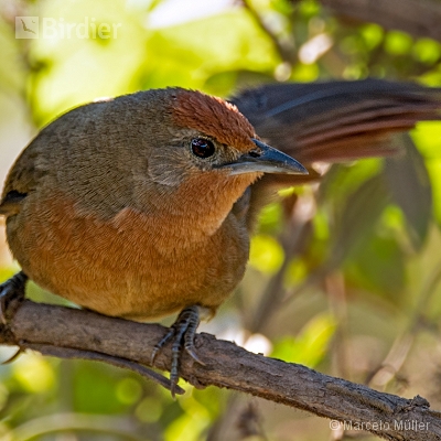Stickhouse Birds